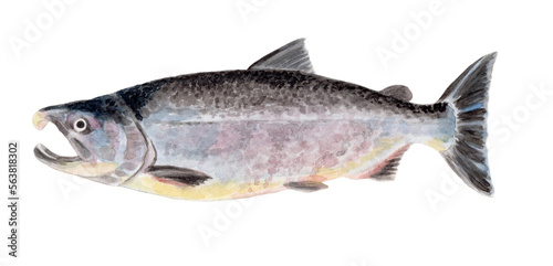 シロザケ 手描き水彩画