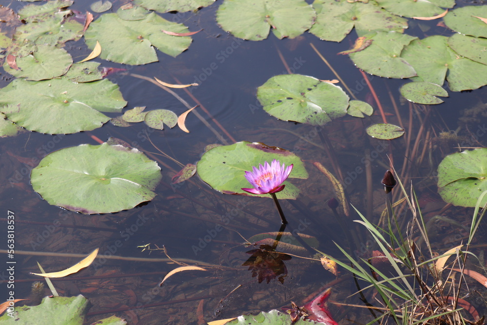 This is a water lily which is the national flower of Bd This is a water lily which is the national flower of Bd