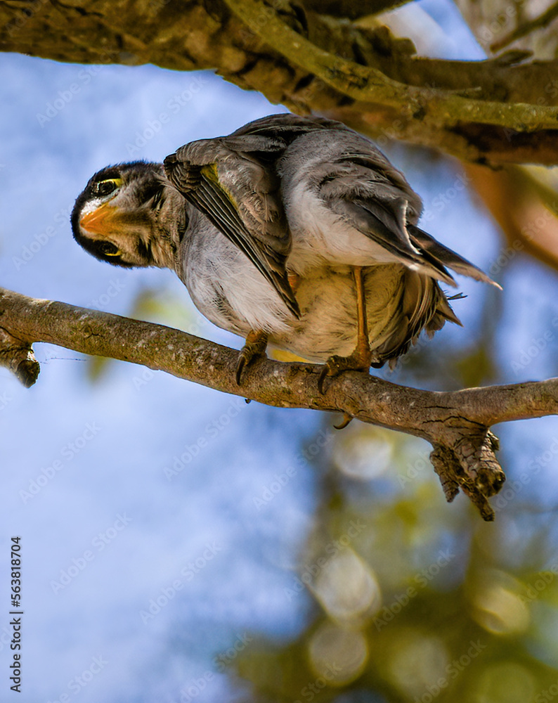 The noisy miner (Manorina melanocephala)