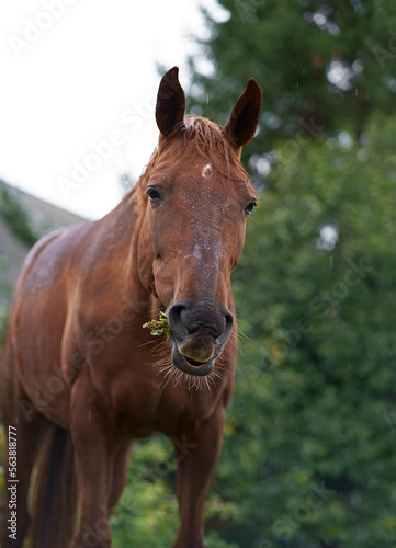 Fototapeta Naklejka Na Ścianę i Meble -  Livestock. Agriculture. Beautiful well groomed riding horse. Brown horses graze in the grass near the village on a summer day.