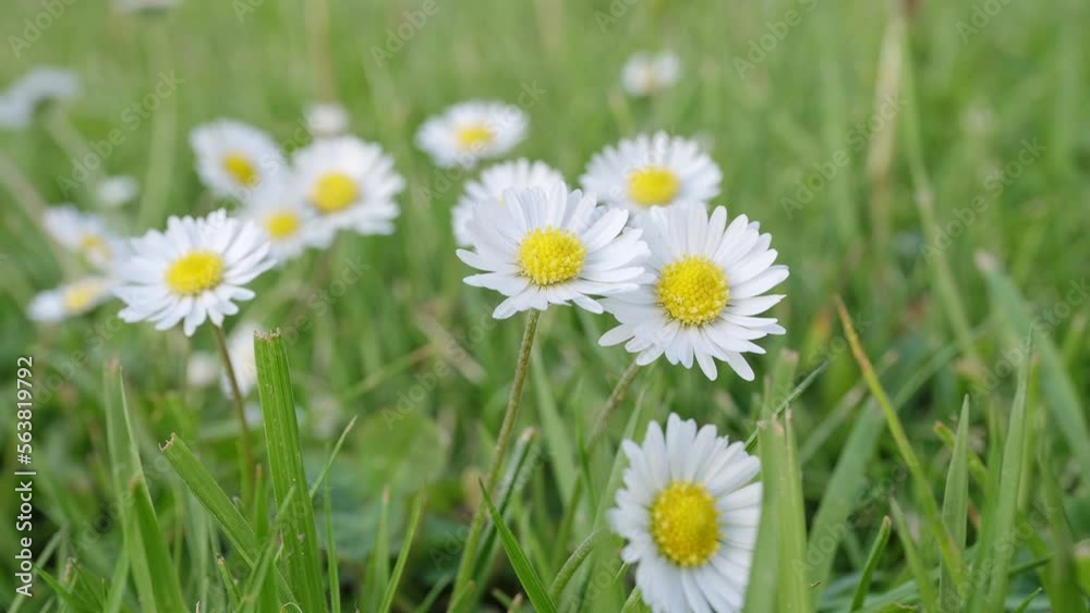 Close-up of daisies in the grass. Daisies on spring background.