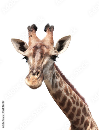 Cute curiosity giraffe. Isolated on white background