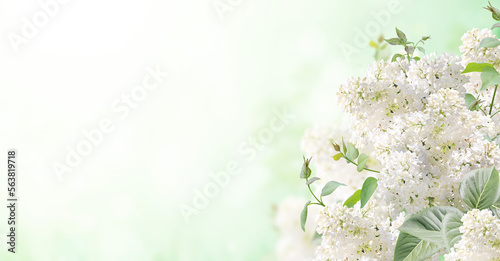 Branch of Lilac on sunny beautiful nature spring background. Summer scene with twig of Common Lilac (Syringa vulgaris) and flowers of white color