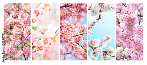 Set of vertical banner with sakura flowers of white and pink colors. Collection of beautiful nature spring background with a branch of blooming sakura