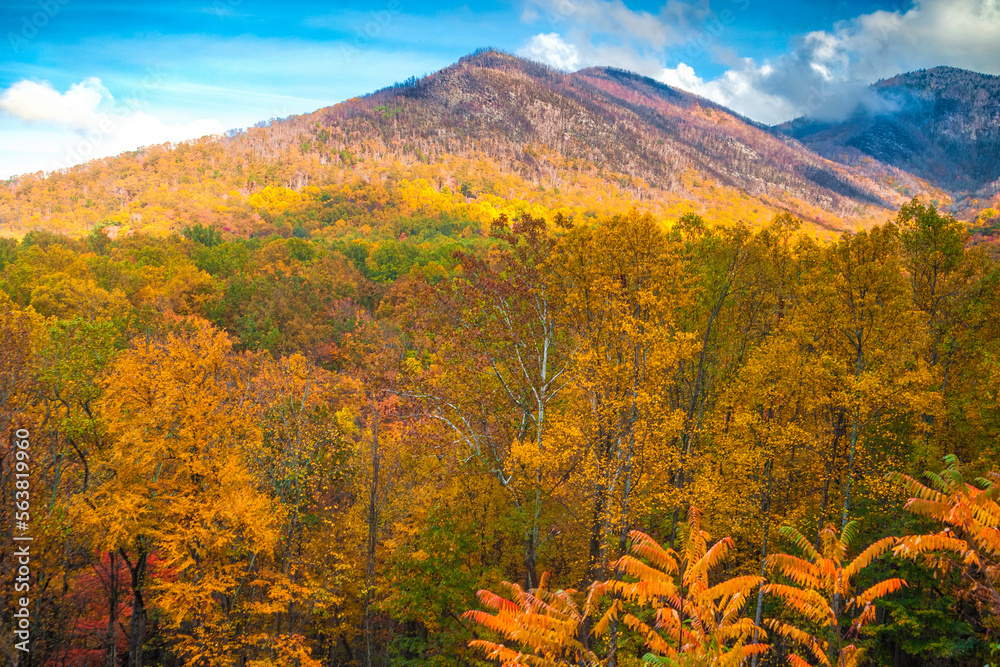Fototapeta premium Autumn hillsides in the Smoky Mountains