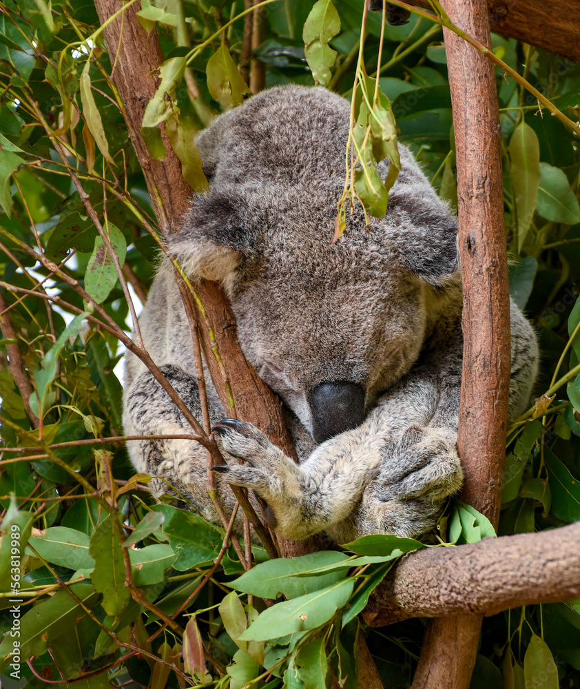 Cute Koala sitting in a tree