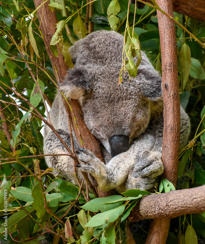 Obraz na płótnie Cute Koala sitting in a tree w salonie