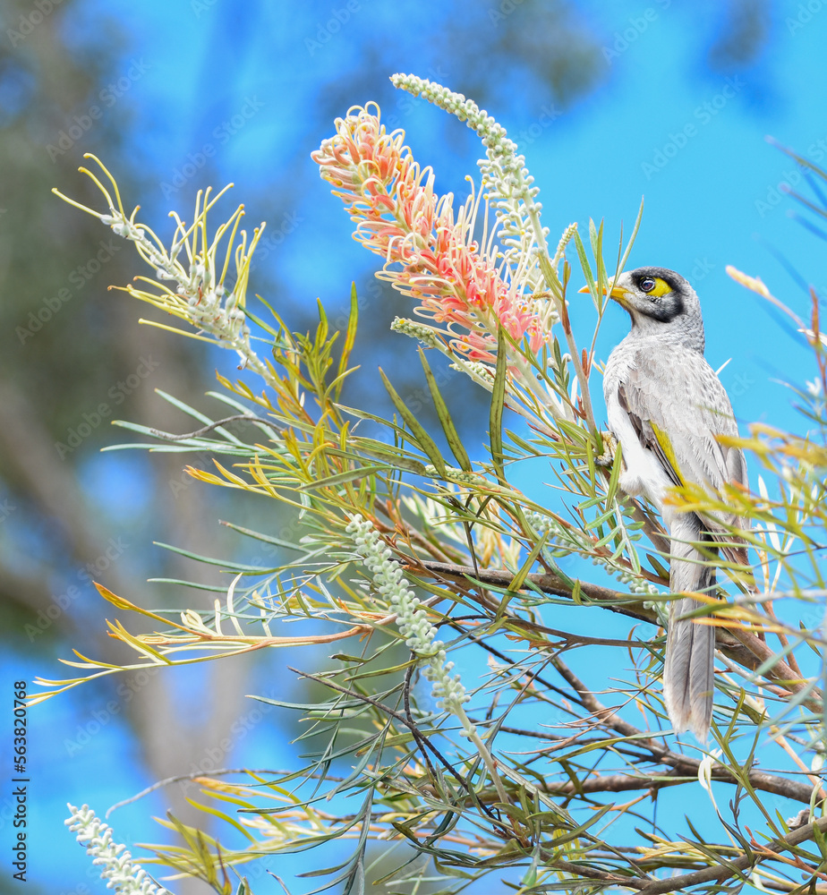 The noisy miner (Manorina melanocephala),