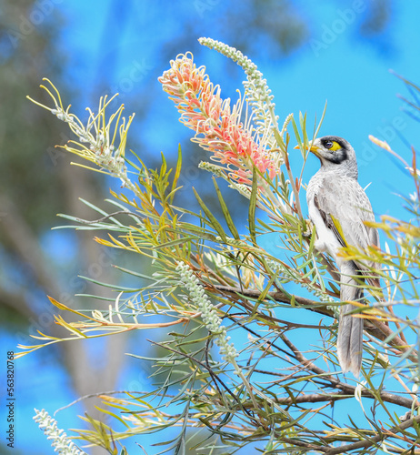 Obraz na płótnie The noisy miner (Manorina melanocephala), w salonie
