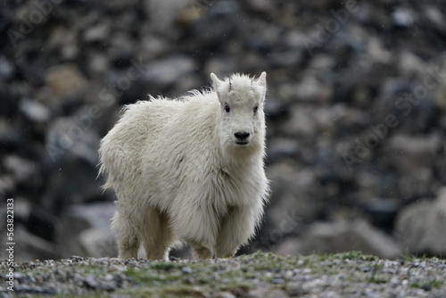 white goat in the mountains