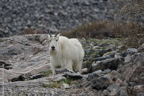 mountain goat in the mountains