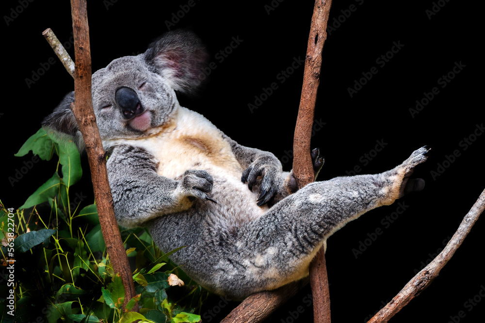 Cute Koala sitting in a tree