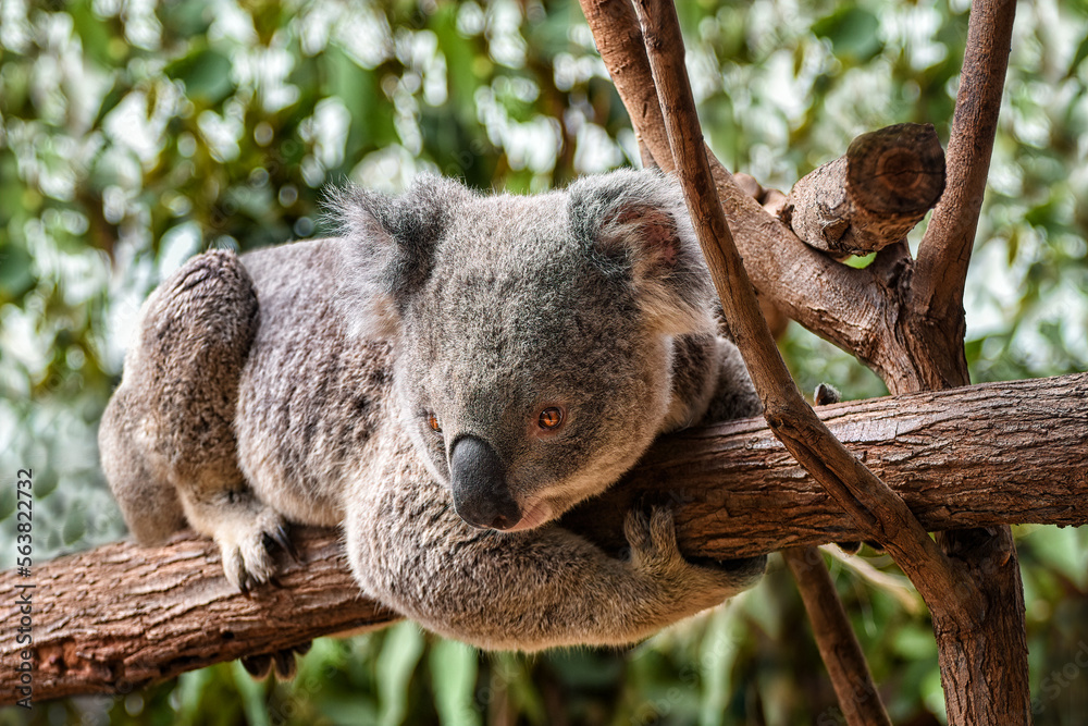 Cute Koala sitting in a tree