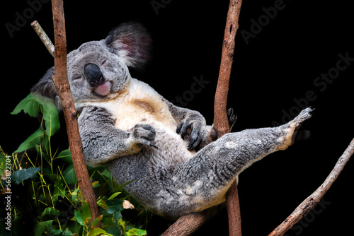 Obraz na płótnie Cute Koala sitting in a tree w salonie