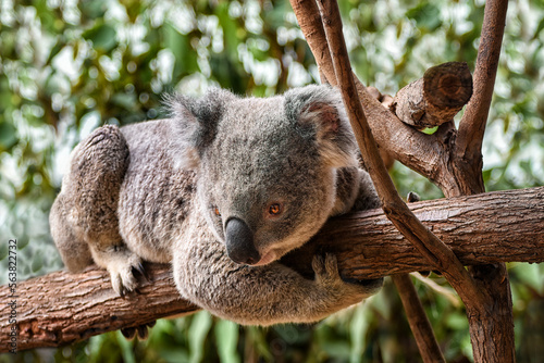 Cute Koala sitting in a tree