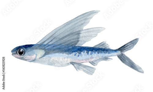 トビウオ 手描き水彩画