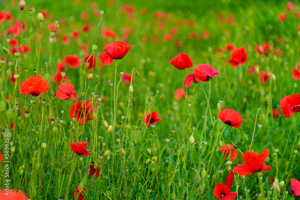 Green meadow glade with poppy flowers