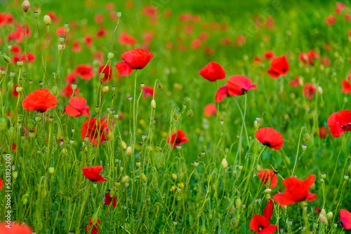 Green meadow glade with poppy flowers