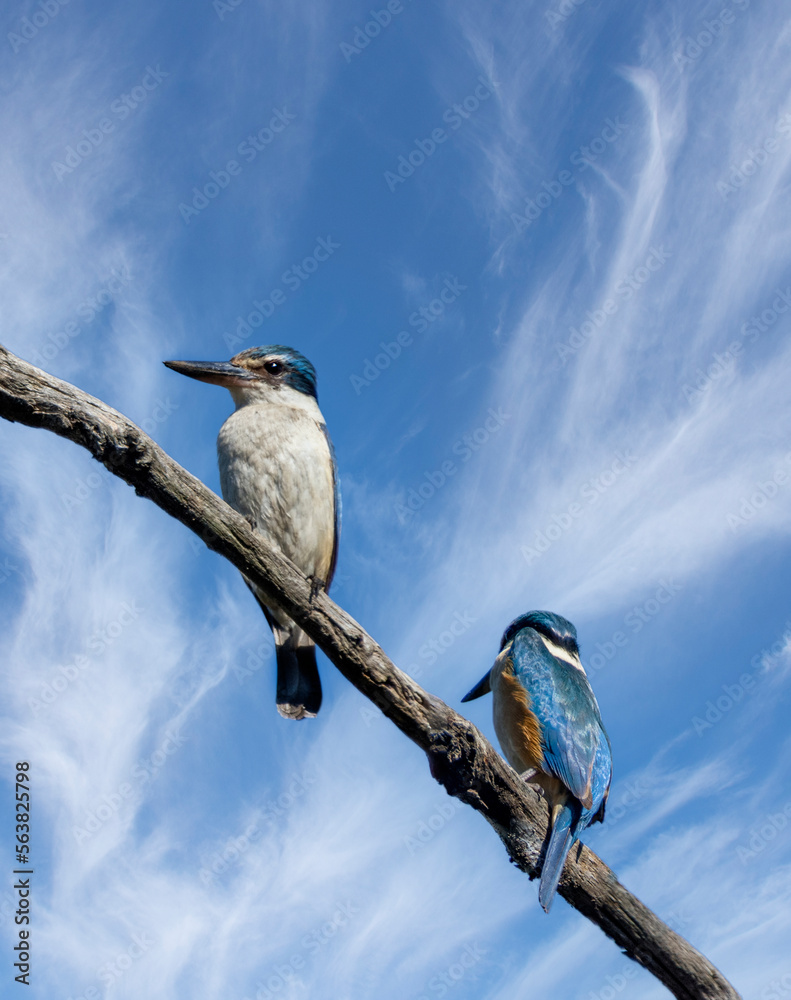 Two Australian Sacred Kingfisher -Todiramphus sanctus- birds perched on a tree branch