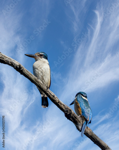 Obraz na płótnie Two Australian Sacred Kingfisher -Todiramphus sanctus- birds perched on a tree branch w salonie