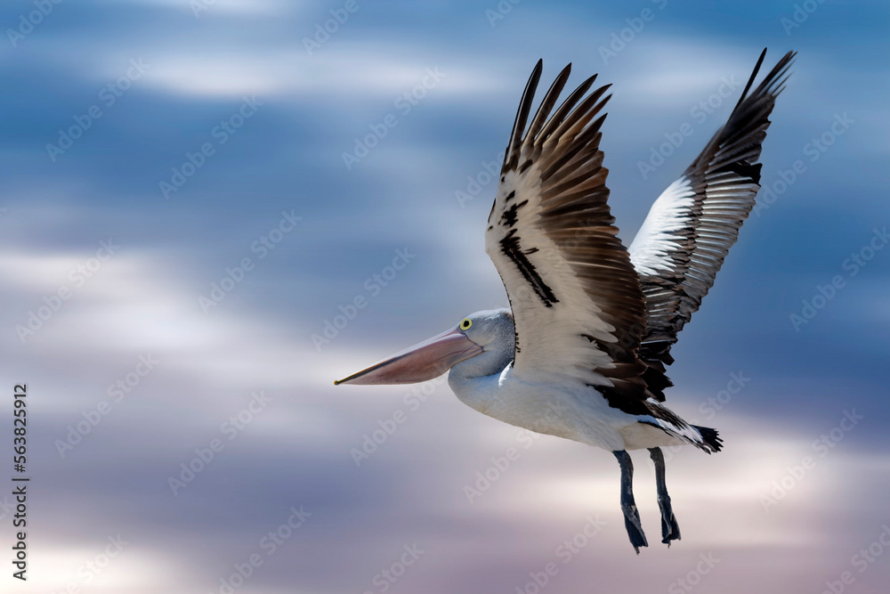 The Australian Pelican in flight