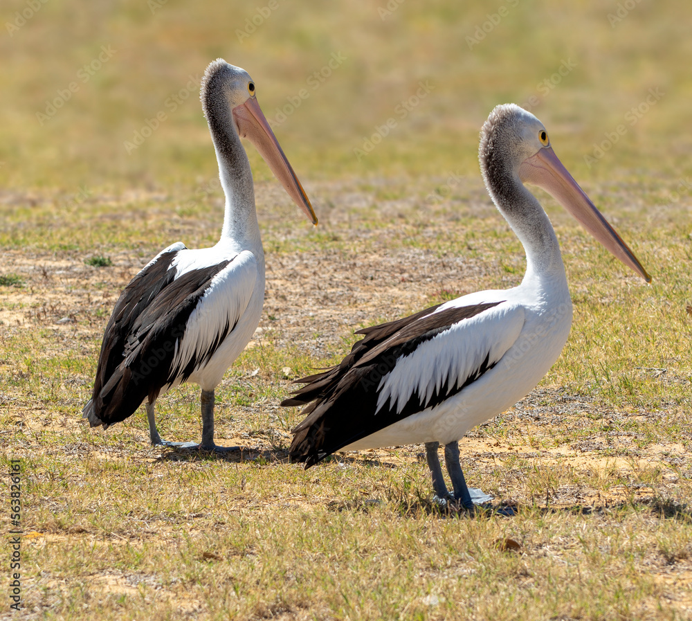 Two Australian Pelicans