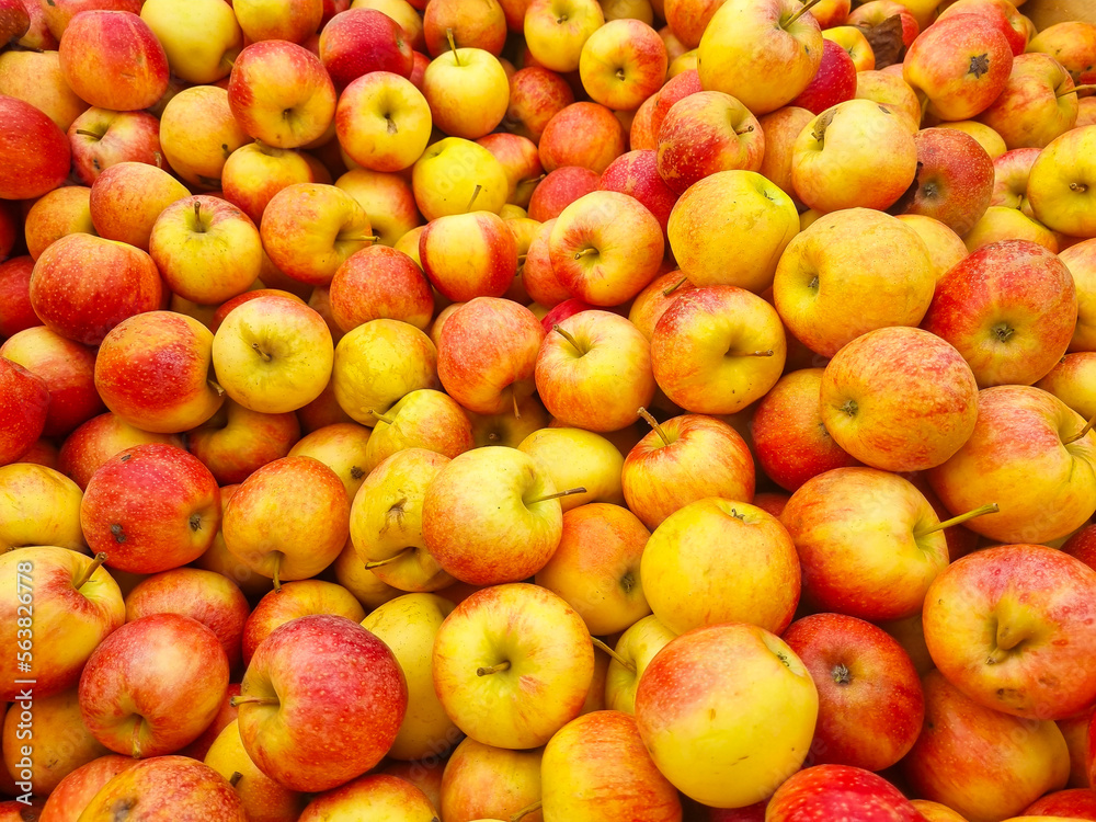 background. lots of yellow and red apples. the concept of fruit harvest for the farmer. healthy and delicious food and dessert.