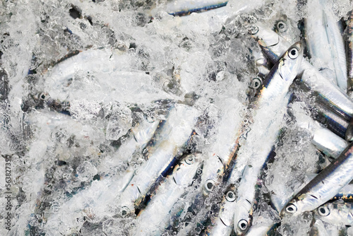 Anxoas recién pescadas en una lonja de pescado / pescaderia. Pesca, fresco, frescor, comida, dieta mediterránea.
