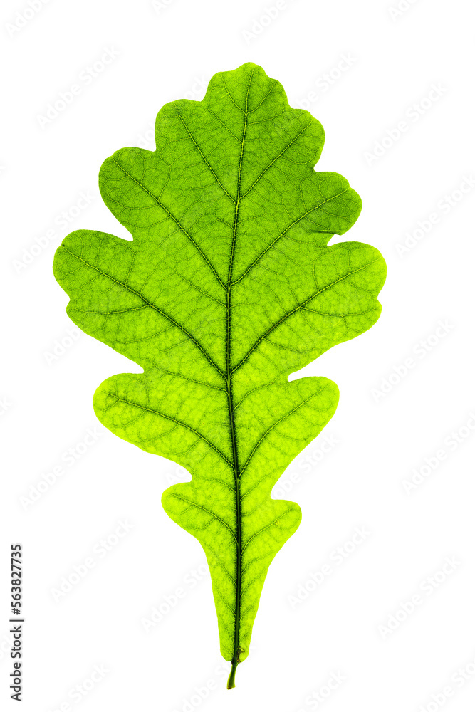 Macro photo of autumn green oak leaf with natural texture isolated. Fall colored aesthetic foliage closeup with veins, autumnal leaf, beauty of nature. Detail and high-colored Macro photo of autumn green oak leaf with natural texture isolated. Fall colored aesthetic foliage closeup with veins, autumnal leaf, beauty of nature. Detail and high-colored
