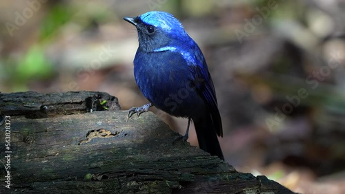 Large niltava (Niltava grandis) male bird in the family Muscicapidae. It is found in Asia region. Its natural habitat is subtropical or tropical montane forests. photo