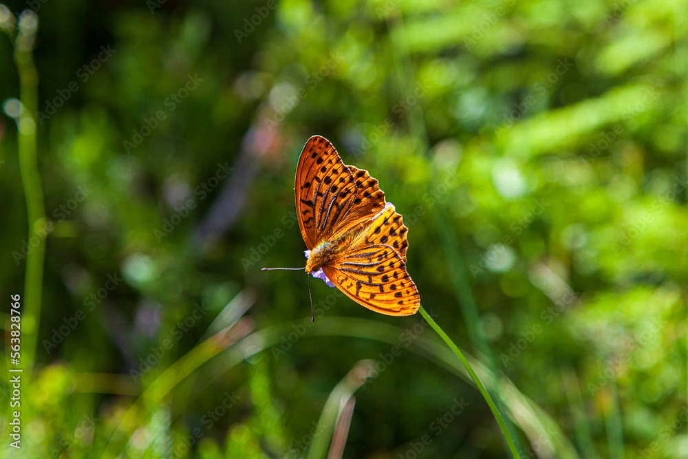 Obraz premium large butterfly Argynnis adippe. Dorsal side of Fabriciana adippe, brown fritillary in nature, european alps, germany, Bavaria