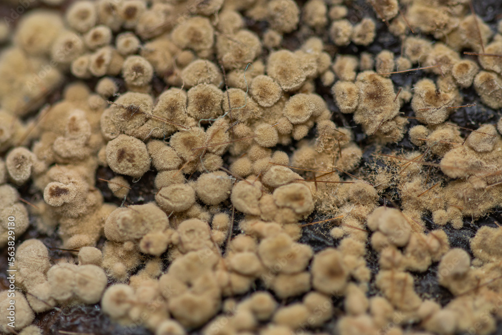 Moldy quince detail . Closeup photo of rotten quince fruit Moldy quince detail . Closeup photo of rotten quince fruit