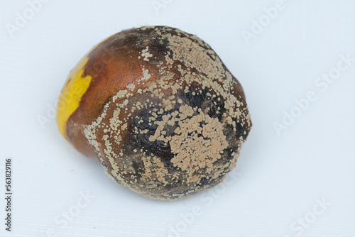 Moldy quince. Closeup photo of rotten quince fruit on color background. Concept of wasting food.