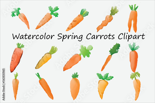 Watercolor Spring Carrots Clipart Premium Vector