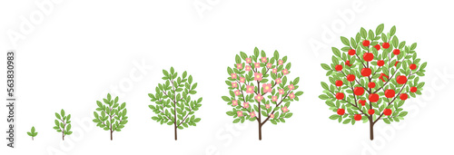 Apple tree growth stages. Fruit tree life cycle. Vector illustration.
