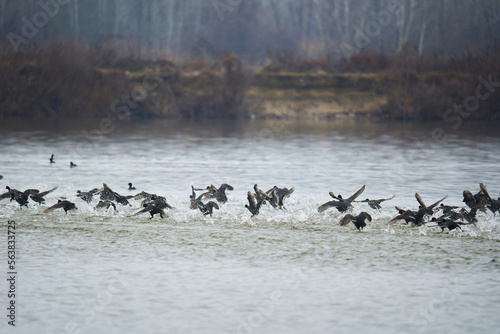 Large flock of coots taking off