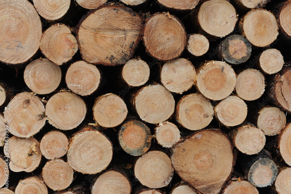 Tree trunk logs with bark in a forest after forest felling or tree clearing in winter in Europe Tree trunk logs with bark in a forest after forest felling or tree clearing in winter in Europe
