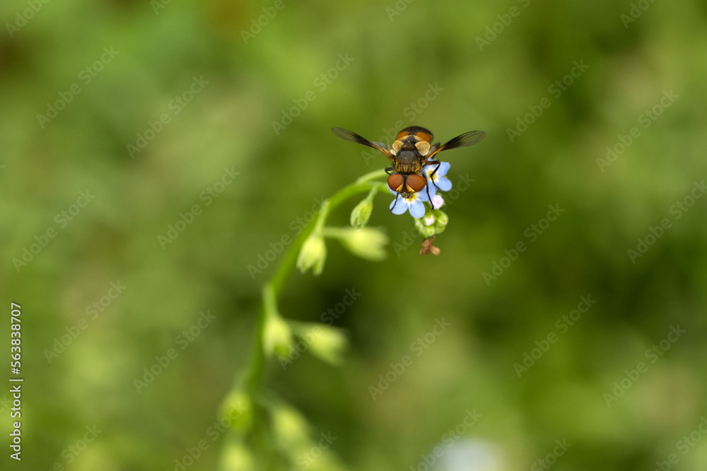 Breitflügelige Raupenfliege (Ectophasia crassipennis) Breitflügelige Raupenfliege (Ectophasia crassipennis)