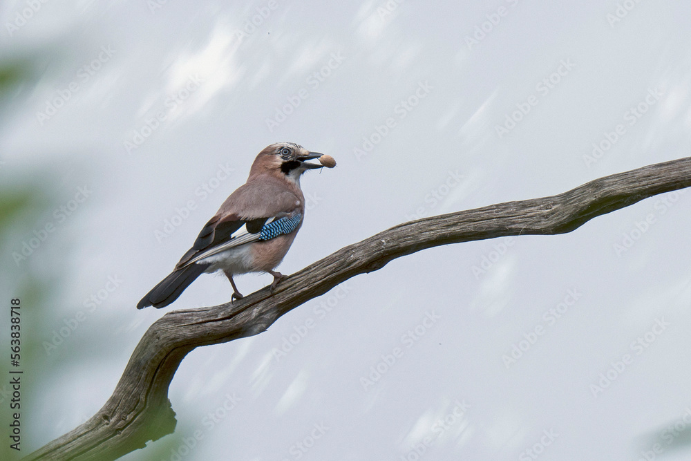 Fototapeta premium Eichelhäher (Garrulus glandarius)