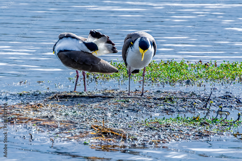 The masked lapwing (Vanellus miles) Western Australia