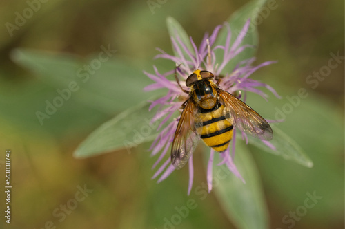 Gebänderte Waldschwebfliege (Volucella inanis)