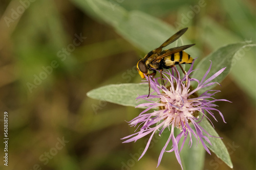 Gebänderte Waldschwebfliege (Volucella inanis)