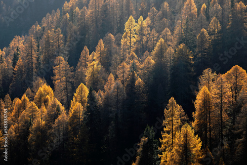 Baklit yellow larches in autumn, Davos, Switzerland
