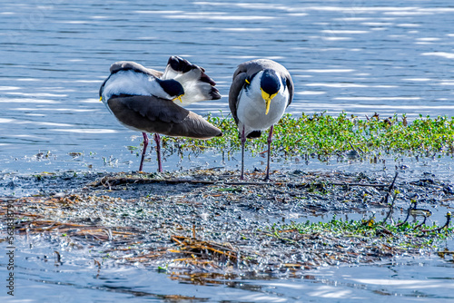Obraz na płótnie The masked lapwing (Vanellus miles) Western Australia w salonie