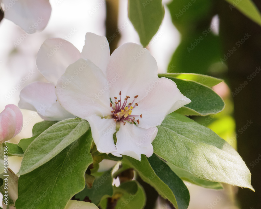Obraz premium apple blossom closeup. tender flowers in morning light