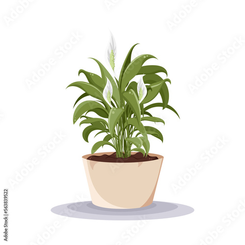 Spathiphyllum. Home plant in the minimalistic pot. Home decor and gardening concept. Cute isolated vector illustration for product design and decoration
