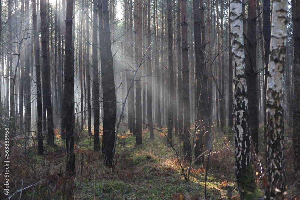 Morning in the forest with fog, sun rays and sunbeams through the trees and the branches Morning in the forest with fog, sun rays and sunbeams through the trees and the branches