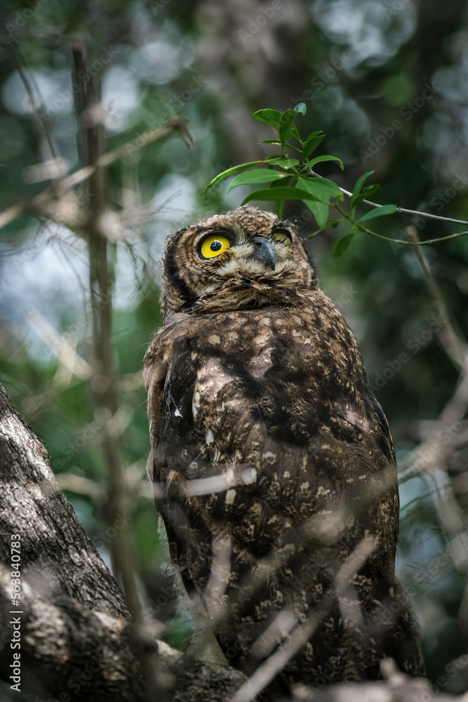 Spotted Eagle Owl Spotted Eagle Owl