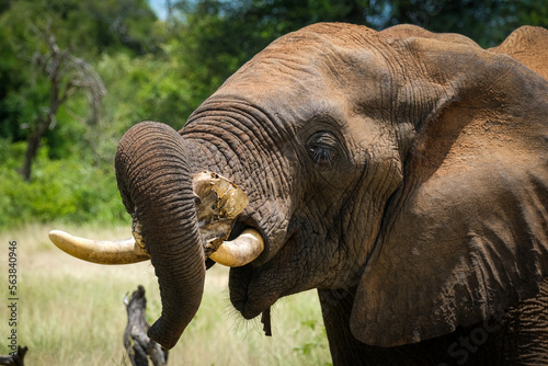 Elephant eating bones of other elephant