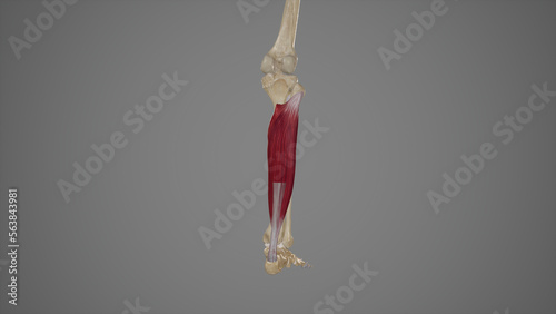 Medical Illustration of Soleus Muscle